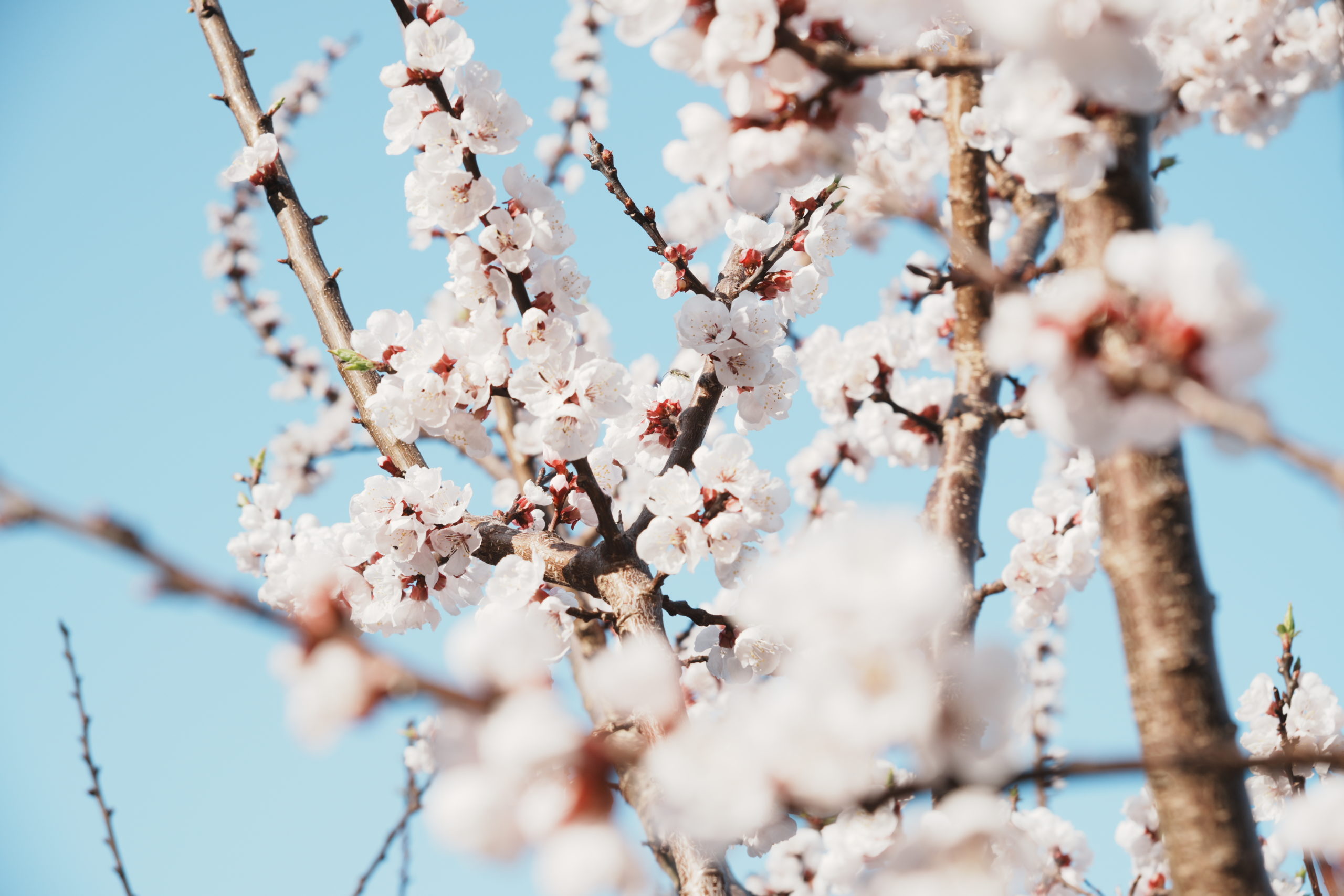 2024/04/14【ブログ】SONY Cyber-shot W80とα6700