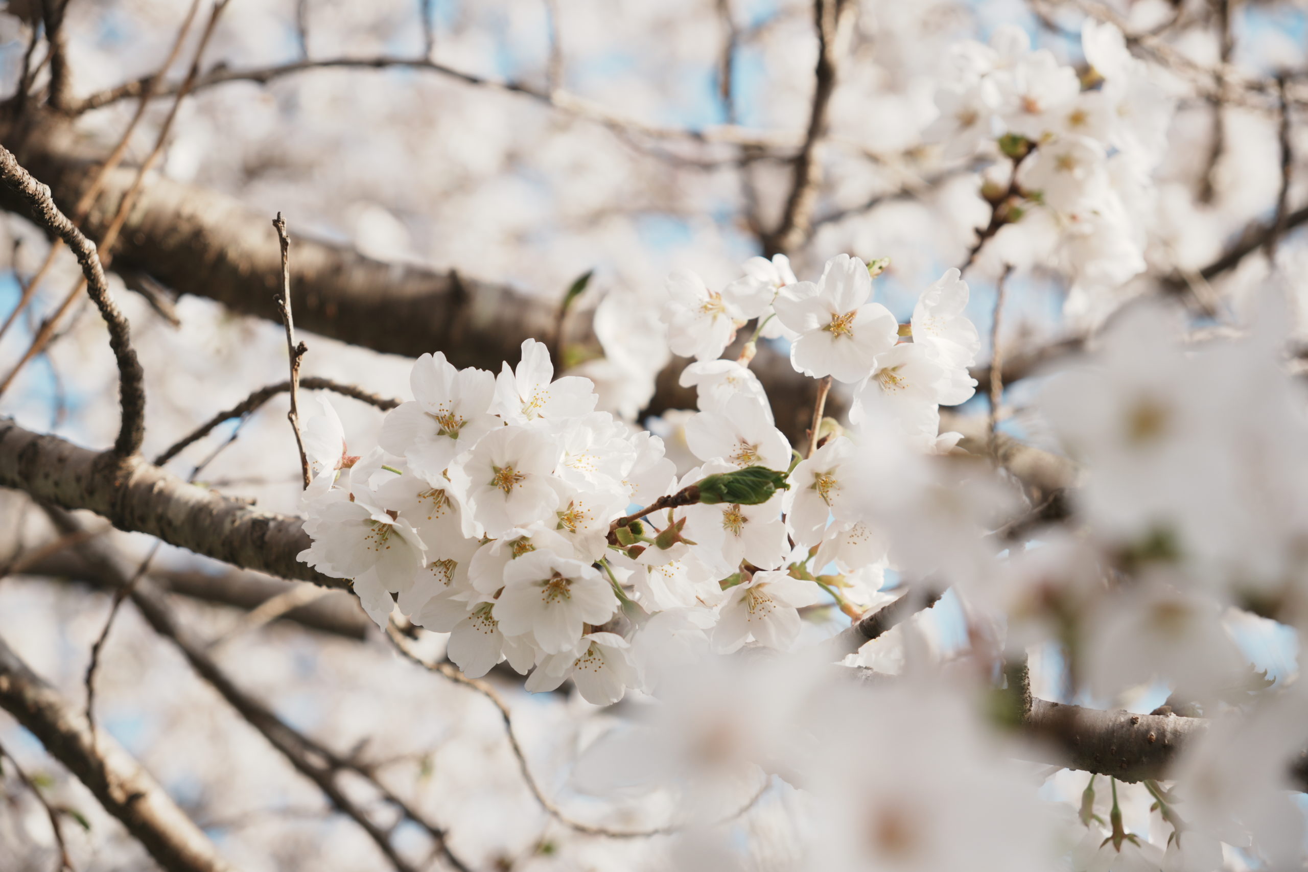 2024/04/15【ブログ】宮古市 長沢川桜づつみ を歩く