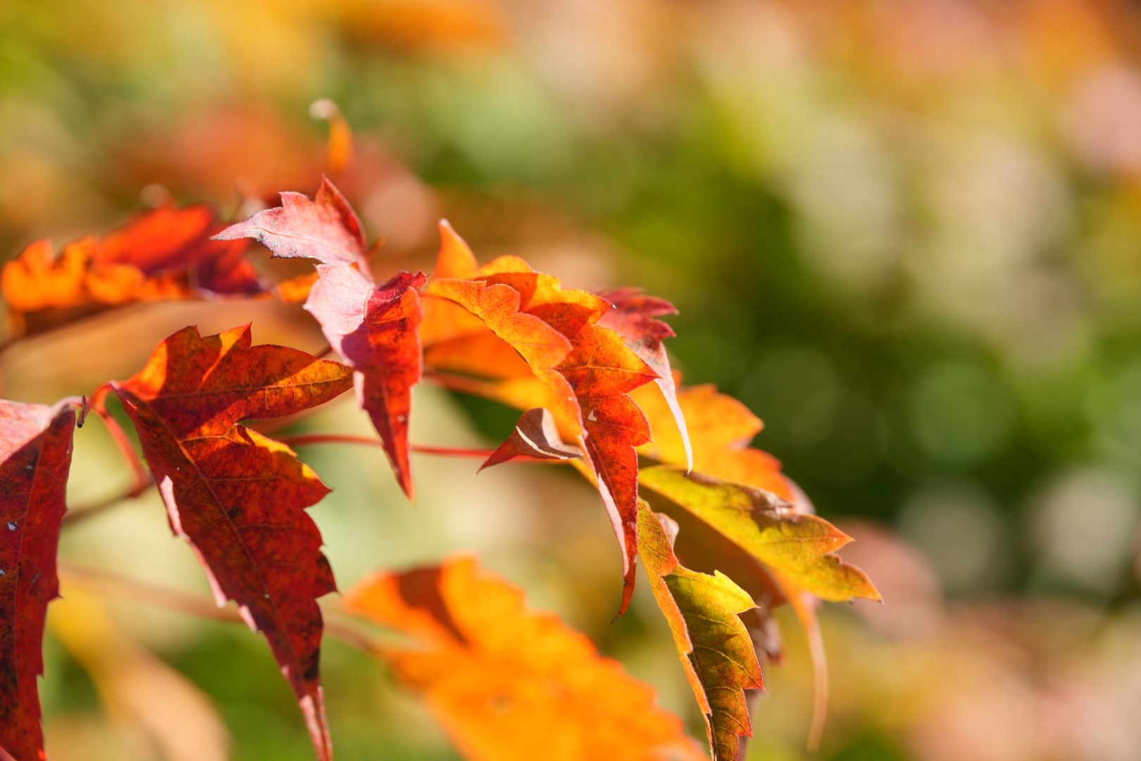 2024/10/25【ブログ】TAMRON 90mm F/2.8 Di III MACRO VXD を購入