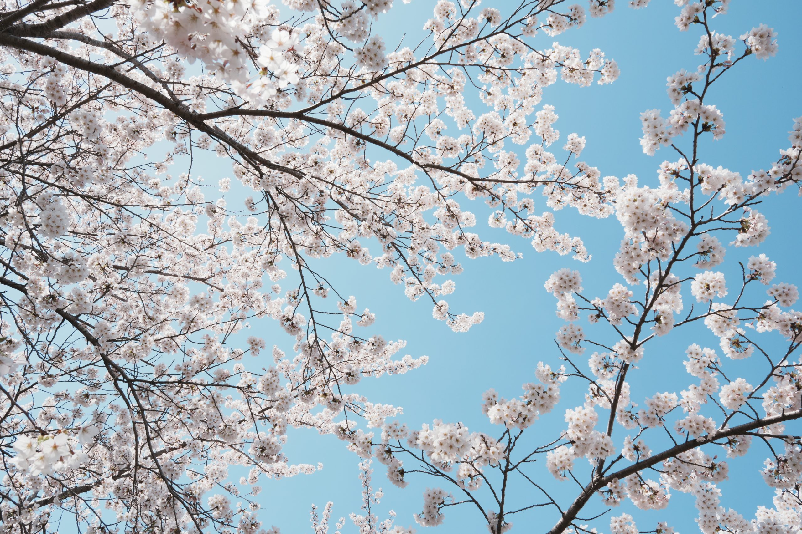 2025/04/19【お仕事】春になりました — 事業2期目のごあいさつ