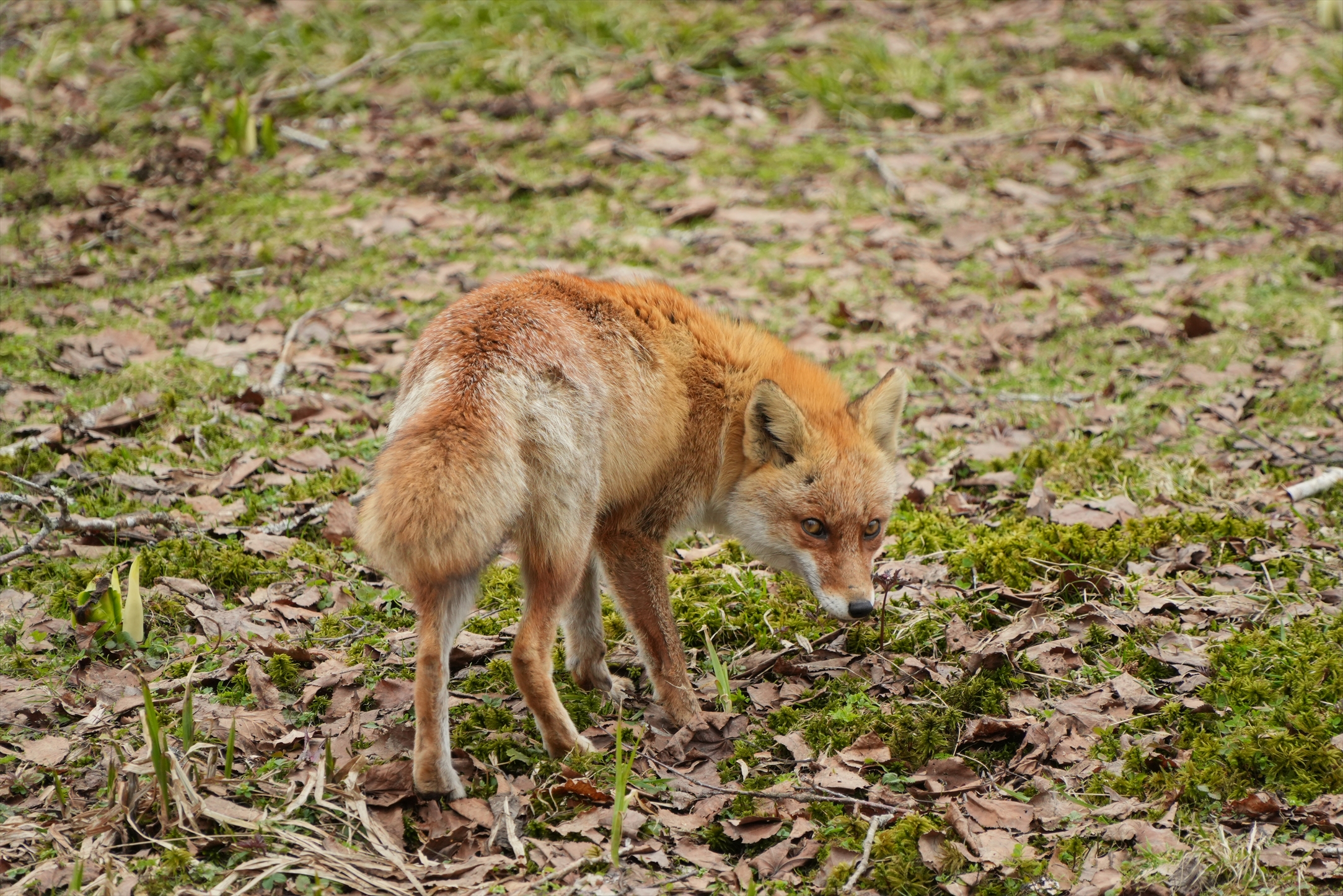 2025/05/03【ブログ】今年も春の櫃取湿原へ×SIGMA 16-300mm F3.5-6.7 DC OS